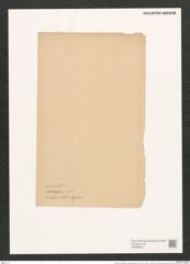Navicula cancellata var. subapiculata Grun. (de-Toni-Nr.: Genus 1, Species 116) Zeichnungen Sammlung Grunow (NHMW-BOT-W0366653)